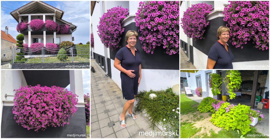 FOTO Nešto predivno: Cvjetna čarolija Verice Kuzmić i njezinih surfinija FOTO Nešto predivno: Cvjetna čarolija Verice Kuzmić i njezinih surfinija