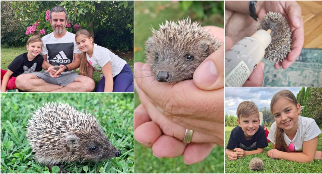 FOTO Obitelj Brezničar iz Sv. Jurja u Trnju spasila ježića koji je ostao bez mame FOTO Obitelj Brezničar iz Sv. Jurja u Trnju spasila ježića koji je ostao bez mame