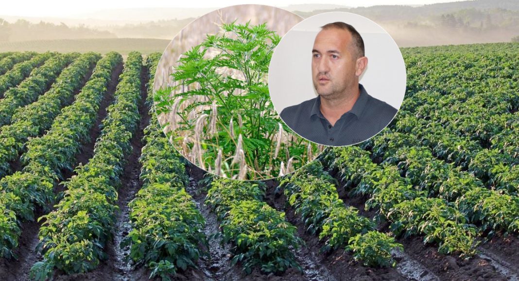 Dragutin Braniša: ‘Pelud ambrozije širi se Belicom, posebna žarišta su krumpirišta’ Dragutin Braniša: ‘Pelud ambrozije širi se Belicom, posebna žarišta su krumpirišta’