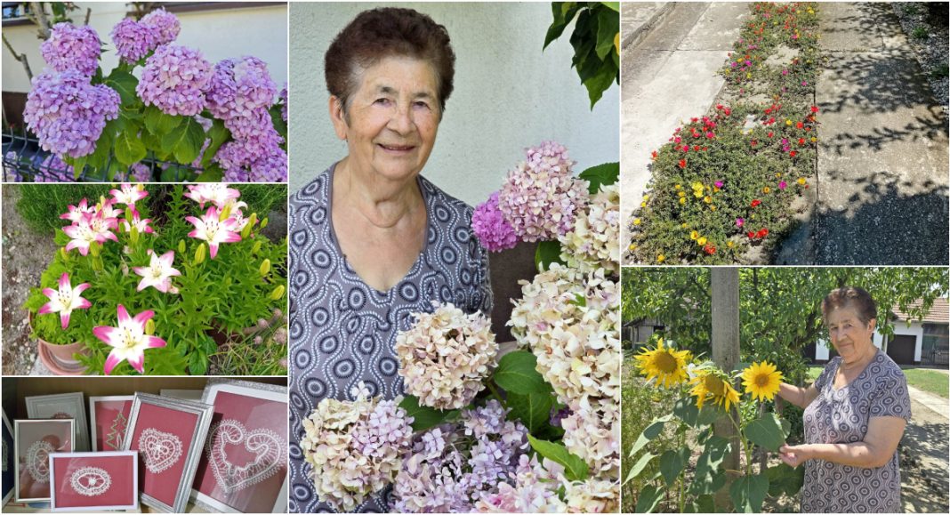 FOTO Umirovljenica Magdalena Kvakan i na +30 ima predivan vrt s hortenzijama iz snova! FOTO Umirovljenica Magdalena Kvakan i na +30 ima predivan vrt s hortenzijama iz snova!