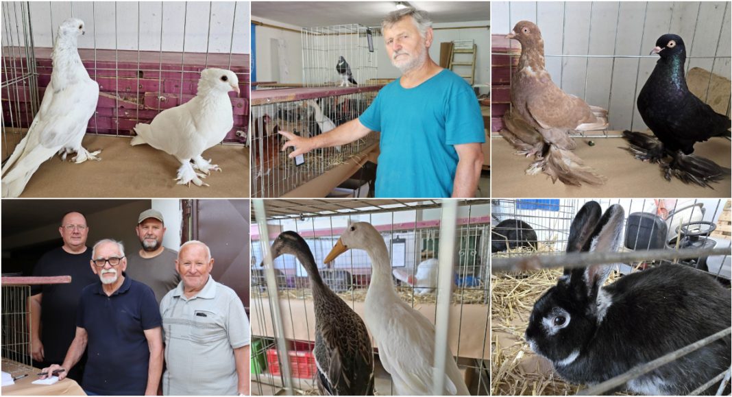 FOTO Izložba malih životinja u Donjoj Dubravi: prekrasni golubovi, kokoši, kunići, papigice… FOTO Izložba malih životinja u Donjoj Dubravi: prekrasni golubovi, kokoši, kunići, papigice…
