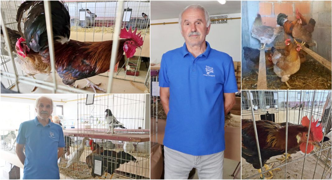 Međimurje ima slatkog psa – Međija, krasnog međimurskog konja, ali i lijepu međimursku kokoš! Međimurje ima slatkog psa – Međija, krasnog međimurskog konja, ali i lijepu međimursku kokoš!