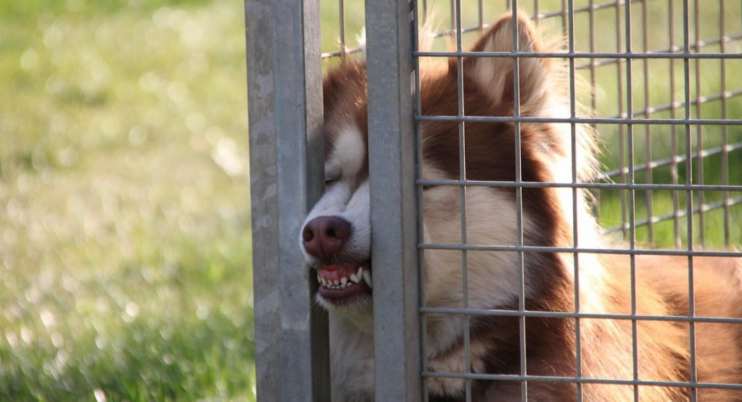 Kome prijaviti vlasnika psa koji bez nadzora na ulici napada druge pse? Kome prijaviti vlasnika psa koji bez nadzora na ulici napada druge pse?