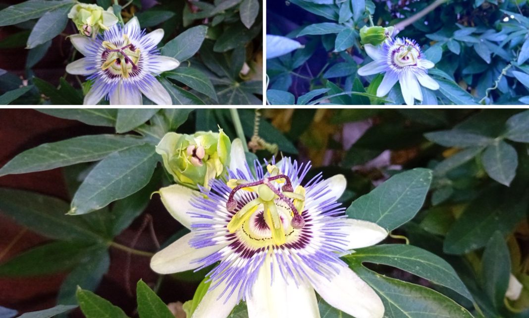 ISUSOVA KRUNA Cvijet mističnog imena koji krije ljekovita svojstva i fascinantnu simboliku ISUSOVA KRUNA Cvijet mističnog imena koji krije ljekovita svojstva i fascinantnu simboliku