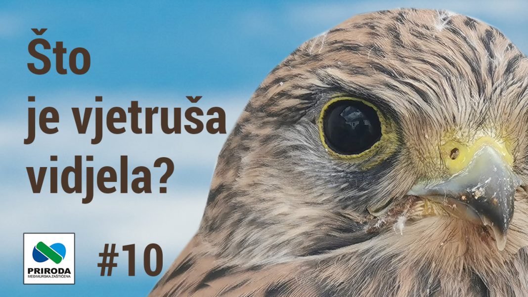 VIDEO: Što je vjetruša vidjela? Tragovi dabra, srušeno i izvaljeno drveće… VIDEO: Što je vjetruša vidjela? Tragovi dabra, srušeno i izvaljeno drveće…