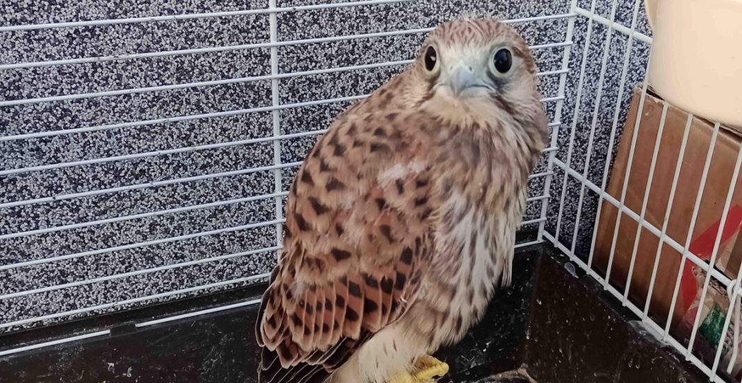 Zahvaljujući dobrim ljudima i brzoj reakciji u Kotoribi je spašena mala vjetruša Zahvaljujući dobrim ljudima i brzoj reakciji u Kotoribi je spašena mala vjetruša