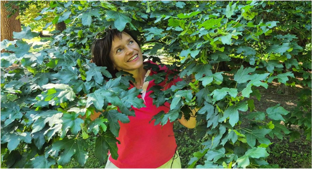 VIDEO Dunja Bubek predstavila javor klen u novom videu Međimurske prirode VIDEO Dunja Bubek predstavila javor klen u novom videu Međimurske prirode