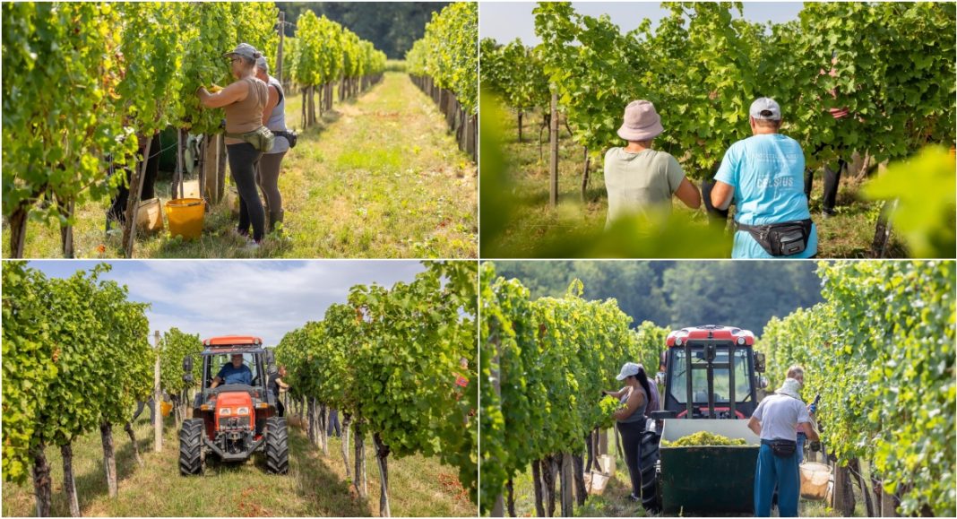 FOTO Vinarija St. Jerome započela ovogodišnju berbu grožđa FOTO Vinarija St. Jerome započela ovogodišnju berbu grožđa