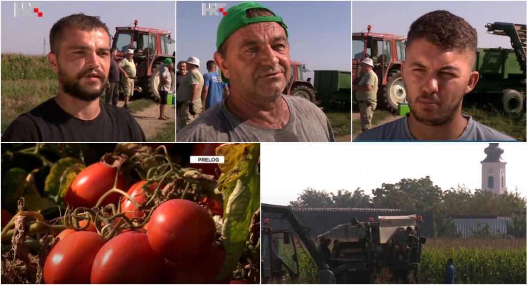 Polja zasjala u crvenom – počela berba industrijske rajčice u Međimurju! Polja zasjala u crvenom – počela berba industrijske rajčice u Međimurju!