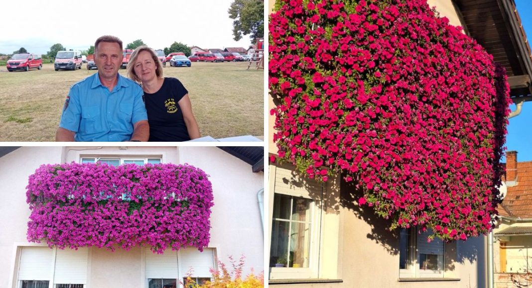 Damir i Mirela iz Kuršanca već 15 godina uzgajaju bajne Surfinije purple Damir i Mirela iz Kuršanca već 15 godina uzgajaju bajne Surfinije purple