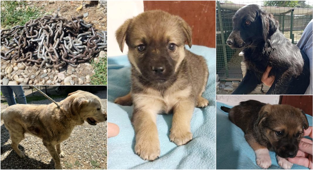 FOTO Užas: Pas zatočen u kavezu 2 godine radi dlaka, napušten bolestan pas, štenci puni glista… FOTO Užas: Pas zatočen u kavezu 2 godine radi dlaka, napušten bolestan pas, štenci puni glista…