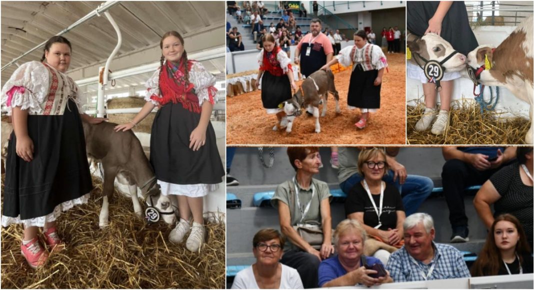 FOTO Djevojčice Ines i Sara iz Gardinovca s telićem Alabamom na Bambino kupu u Gudovcu FOTO Djevojčice Ines i Sara iz Gardinovca s telićem Alabamom na Bambino kupu u Gudovcu