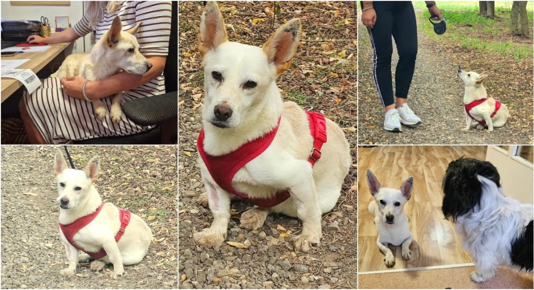 FOTO Sitni pas, uredan i tih, sanja o toplom domu za svoje zlatne godine FOTO Sitni pas, uredan i tih, sanja o toplom domu za svoje zlatne godine