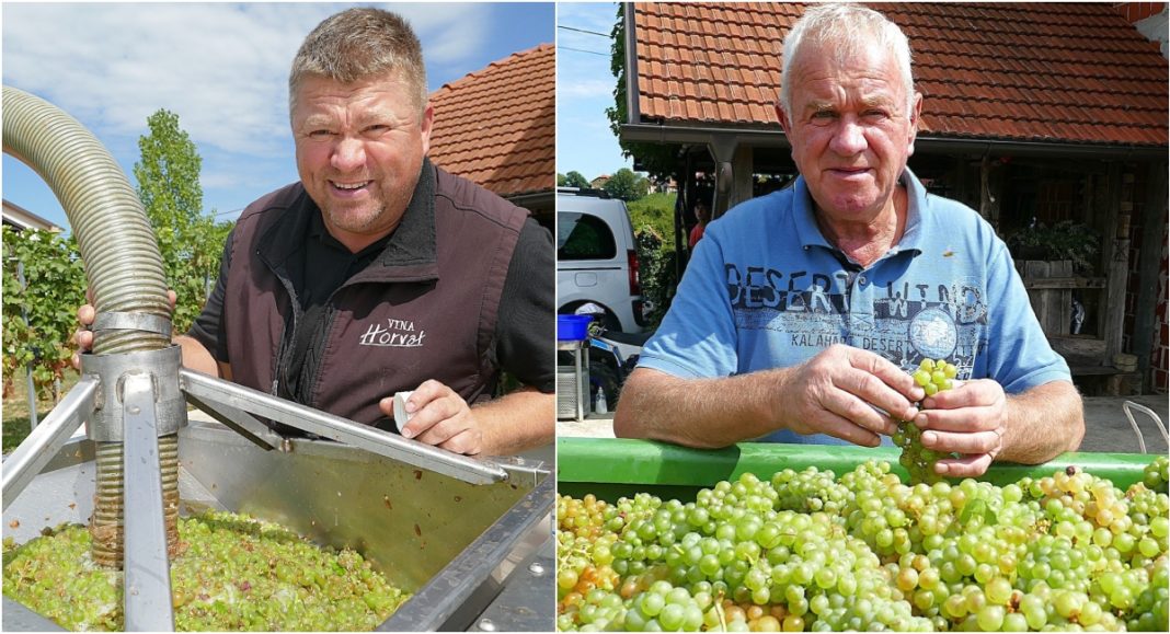 Iz ovog grožđa nastat će prvi pjenušac obitelji Horvat iz Svetog Urbana! Iz ovog grožđa nastat će prvi pjenušac obitelji Horvat iz Svetog Urbana!