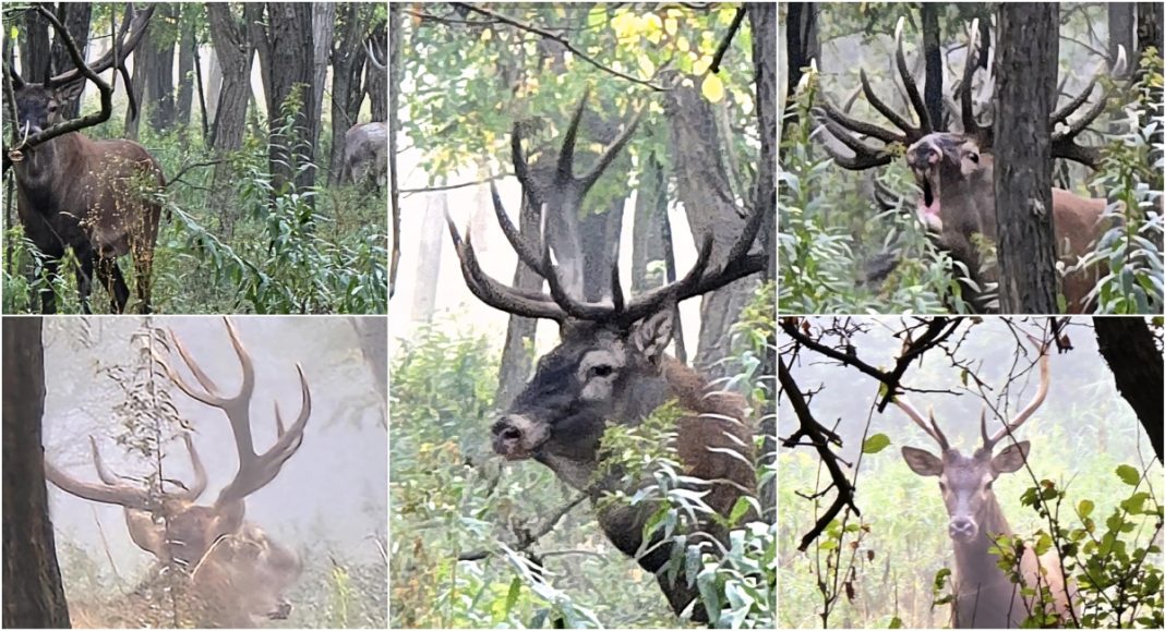 FOTO/VIDEO ‘Foto-lovac’ Zvonimir Habuš zabilježio ljubavni zov jelena uz rijeku Muru FOTO/VIDEO ‘Foto-lovac’ Zvonimir Habuš zabilježio ljubavni zov jelena uz rijeku Muru