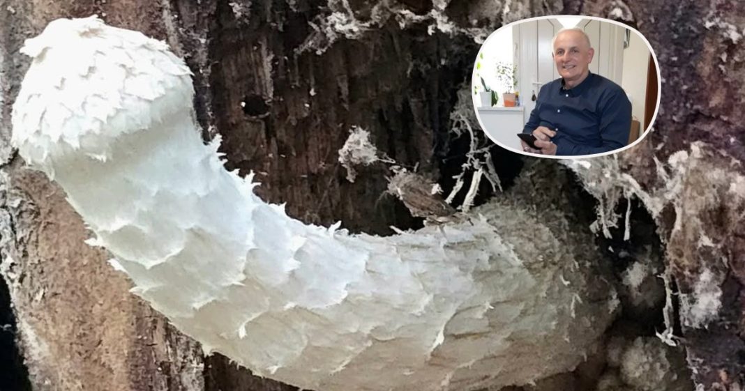 Zvonimir Habuš pronašao gljive koje podsjećaju na… pa, pogledajte! Zvonimir Habuš pronašao gljive koje podsjećaju na… pa, pogledajte!