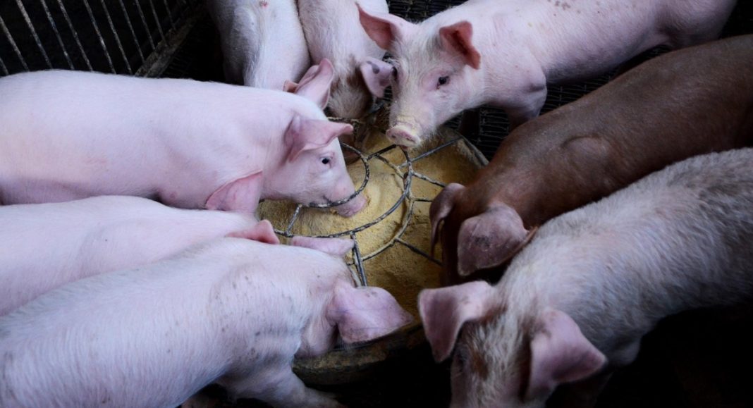 Afričke svinjske kuge u Međimurju nema, ali potrebno je biti na oprezu Afričke svinjske kuge u Međimurju nema, ali potrebno je biti na oprezu