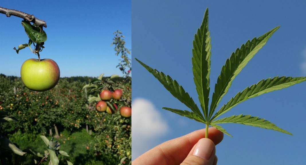 Između voćaka rasla – droga: 34-godišnjak pred sudom zbog uzgoja konoplje Između voćaka rasla – droga: 34-godišnjak pred sudom zbog uzgoja konoplje