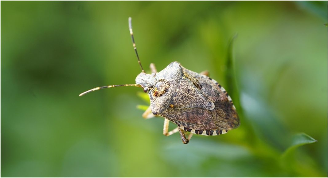 Invazivna vrsta smrdljivih martina iz Azije preplavila Hrvatsku Invazivna vrsta smrdljivih martina iz Azije preplavila Hrvatsku