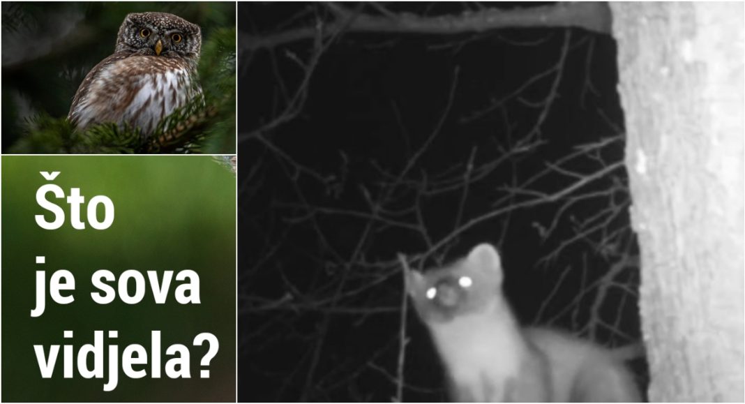 VIDEO Što je sova vidjela? Nova epizoda otkriva tajni život kune zlatice VIDEO Što je sova vidjela? Nova epizoda otkriva tajni život kune zlatice