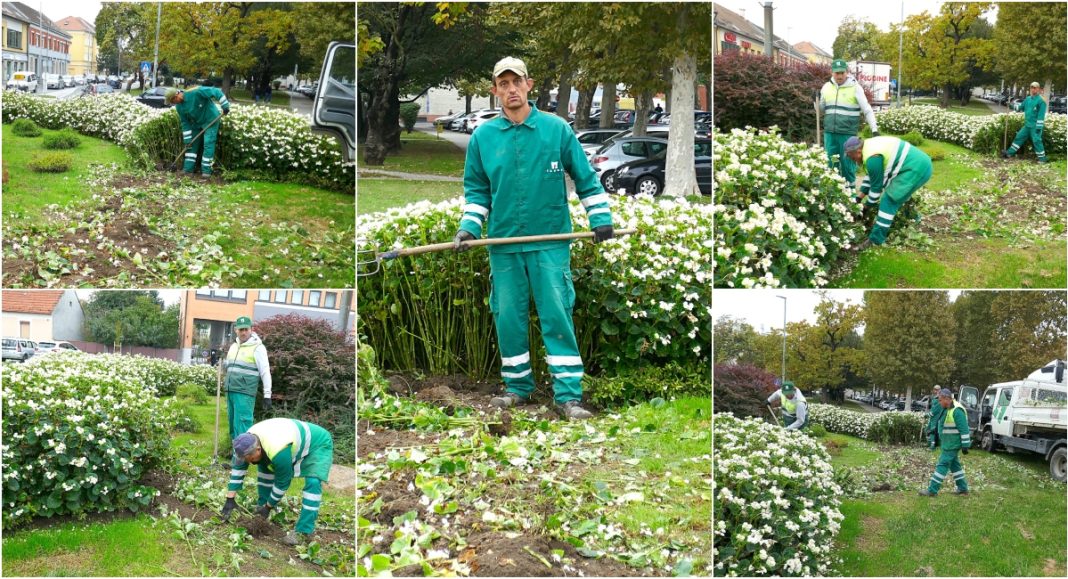 FOTO Radnici “Čakoma” čiste cvjetnjake i sade jesensko cvijeće, da Čakovec bude još ljepši i ugodniji oku! FOTO Radnici “Čakoma” čiste cvjetnjake i sade jesensko cvijeće, da Čakovec bude još ljepši i ugodniji oku!
