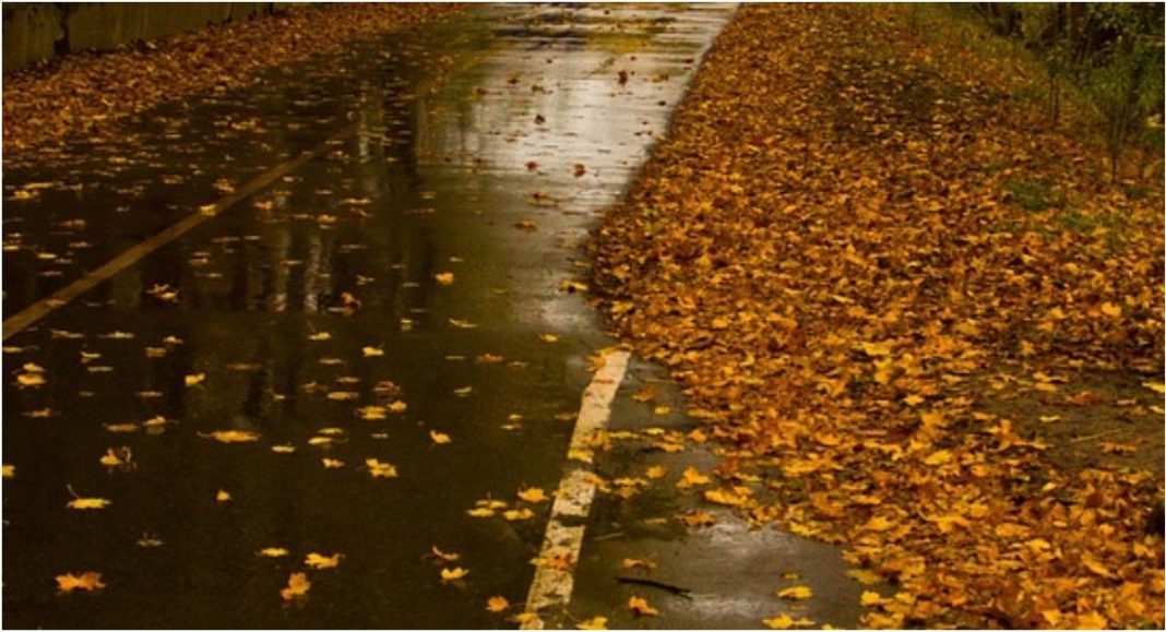 Nevrijeme ostavilo tragove – mokro lišće i granje stvaraju opasne uvjete za vožnju Nevrijeme ostavilo tragove – mokro lišće i granje stvaraju opasne uvjete za vožnju