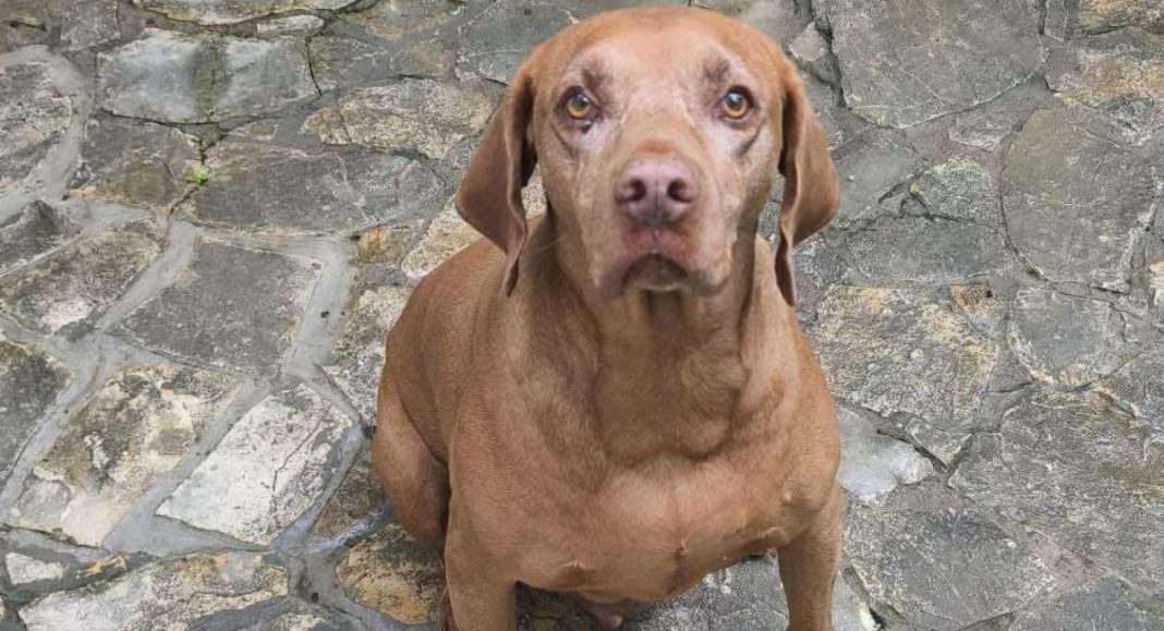 Nakon deset godina u domu, Archie bi mogao završiti u azilu – potrebna mu je pomoć dobrih ljudi Nakon deset godina u domu, Archie bi mogao završiti u azilu – potrebna mu je pomoć dobrih ljudi