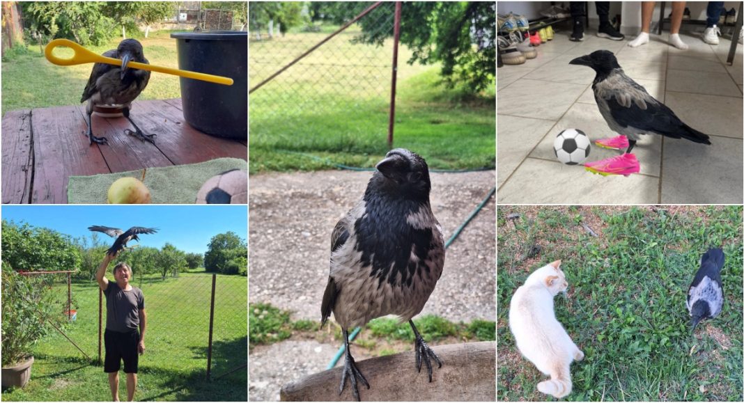 FOTO/VIDEO Vrana Kiko navija za Dinamo, laje, ide na treninge i skakuće po svlačionici! FOTO/VIDEO Vrana Kiko navija za Dinamo, laje, ide na treninge i skakuće po svlačionici!