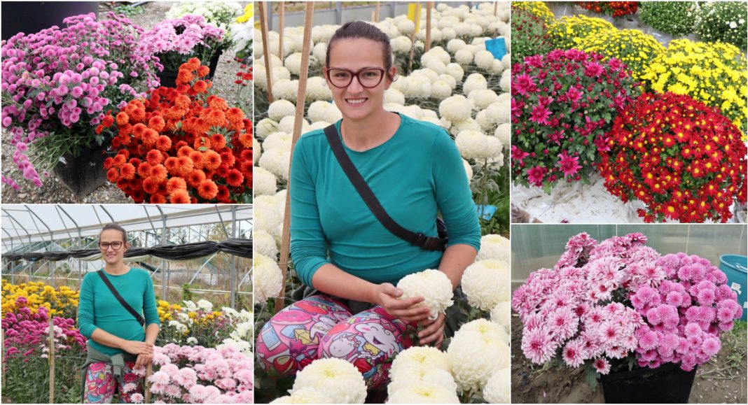 FOTO U rasadniku Marije Slaviček u D. Mihaljevcu ljepota krizantema i drugog cvijeća za Sisvete FOTO U rasadniku Marije Slaviček u D. Mihaljevcu ljepota krizantema i drugog cvijeća za Sisvete