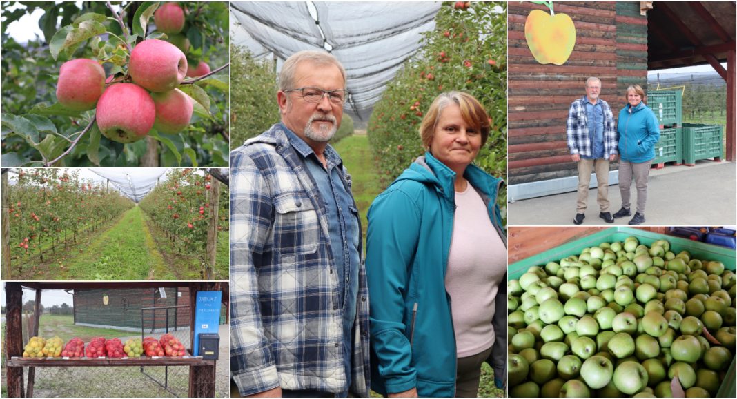 FOTO Franjo i Milica Šavora iz Goričana već 21 godinu uzgajaju jabuke s ljubavlju i predanošću! FOTO Franjo i Milica Šavora iz Goričana već 21 godinu uzgajaju jabuke s ljubavlju i predanošću!