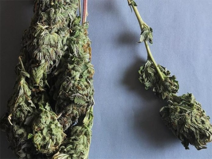 Marihuana 3