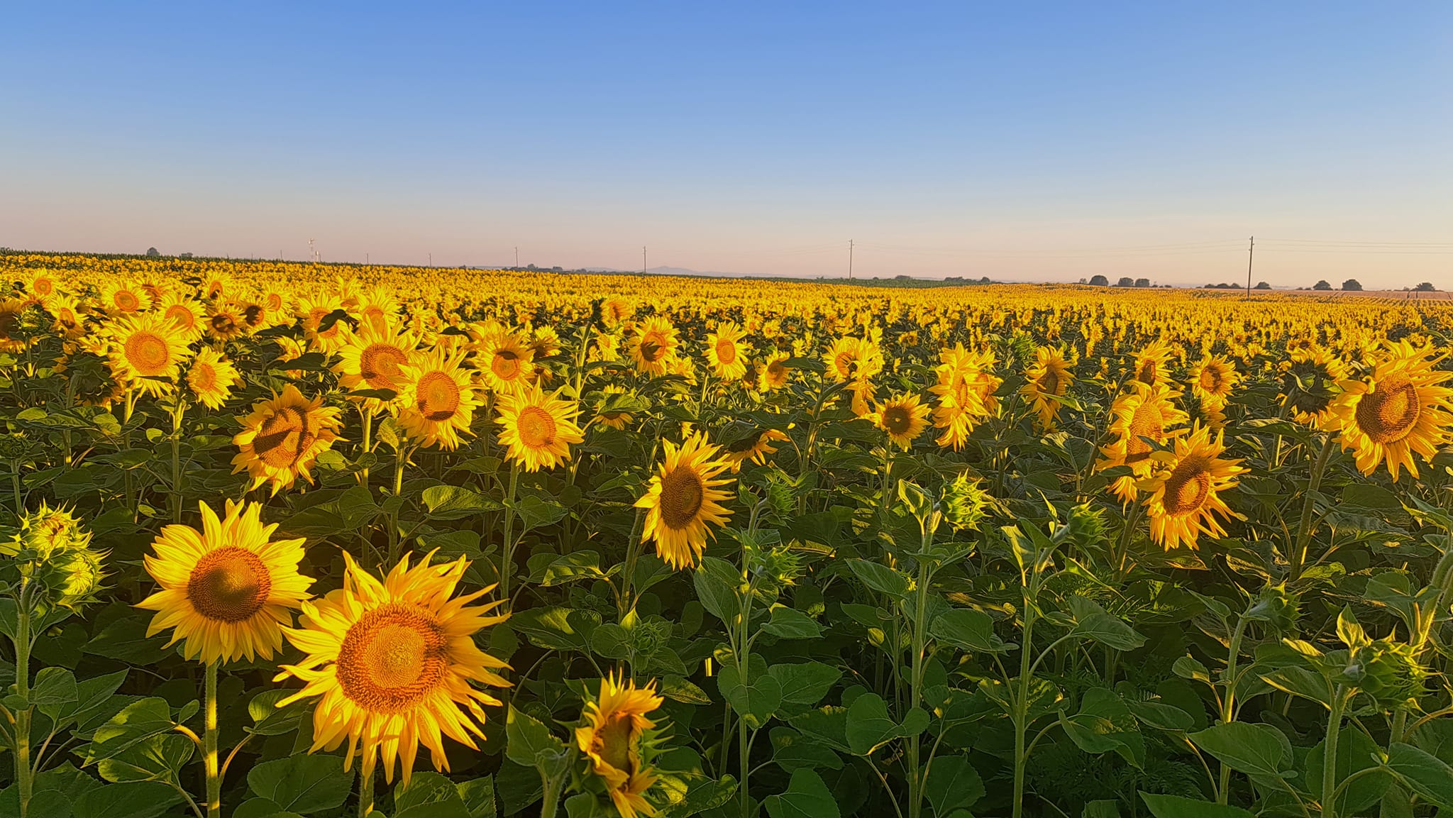 481196374 1044975420989794 5153073381139393411 n