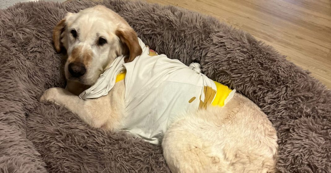 Kujica Tiara zahvaljujući ljudskoj dobroti svoje će posljednje dane provesti u toplom domu Kujica Tiara zahvaljujući ljudskoj dobroti svoje će posljednje dane provesti u toplom domu