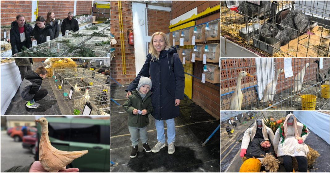 FOTO/VIDEO Perad, golubovi, kunići i ptice osvojili Donju Dubravu BeFunky collage