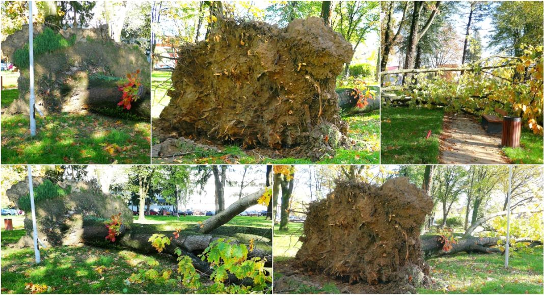 Zašto građani izbjegavaju ući u tek obnovljeni park u krugu Bolnice u Čakovcu? Vjetar srušio stablo bez korijena! Zašto građani izbjegavaju ući u tek obnovljeni park u krugu Bolnice u Čakovcu? Vjetar srušio stablo bez korijena!
