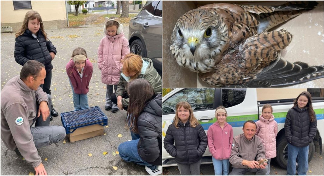 FOTO Slomljeno krilo vjetruše: učenice iz Područne škole Sivica uz stručnjake pomogle ptici FOTO Slomljeno krilo vjetruše: učenice iz Područne škole Sivica uz stručnjake pomogle ptici