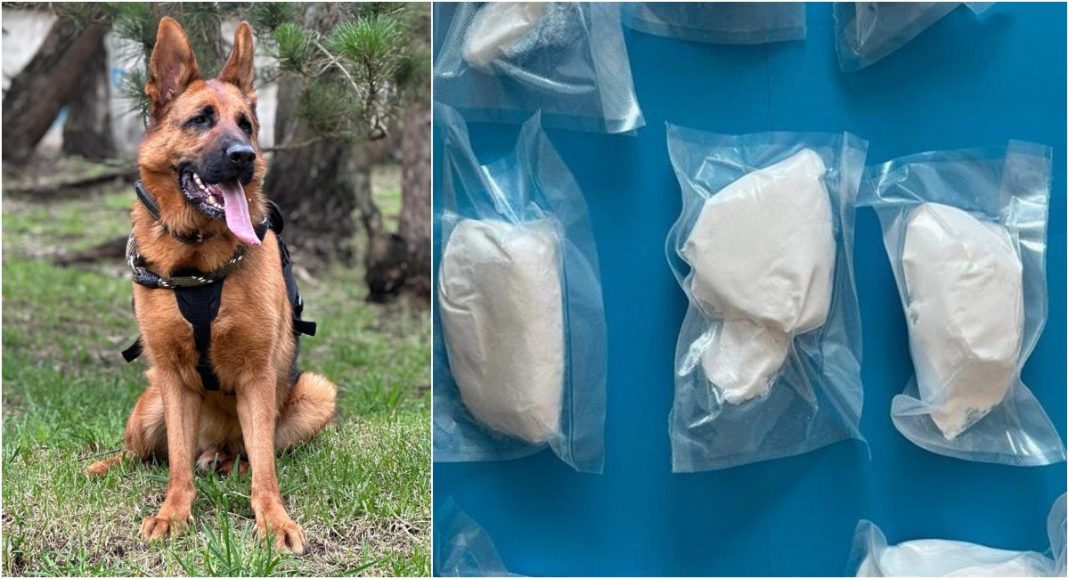 Policijski pas otkrio amfetamin skriven ispod sjedala – uhićen 26-godišnjak sa speedom Policijski pas otkrio amfetamin skriven ispod sjedala – uhićen 26-godišnjak sa speedom