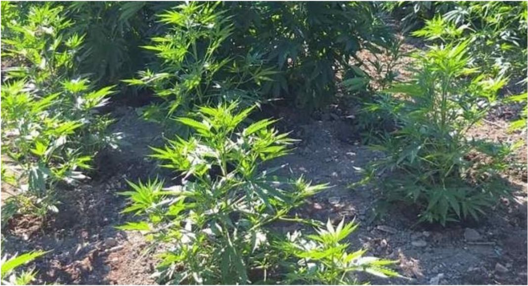 Prilikom pretege kuće u Mačkovcu pronađene biljke indijske konoplje Prilikom pretege kuće u Mačkovcu pronađene biljke indijske konoplje