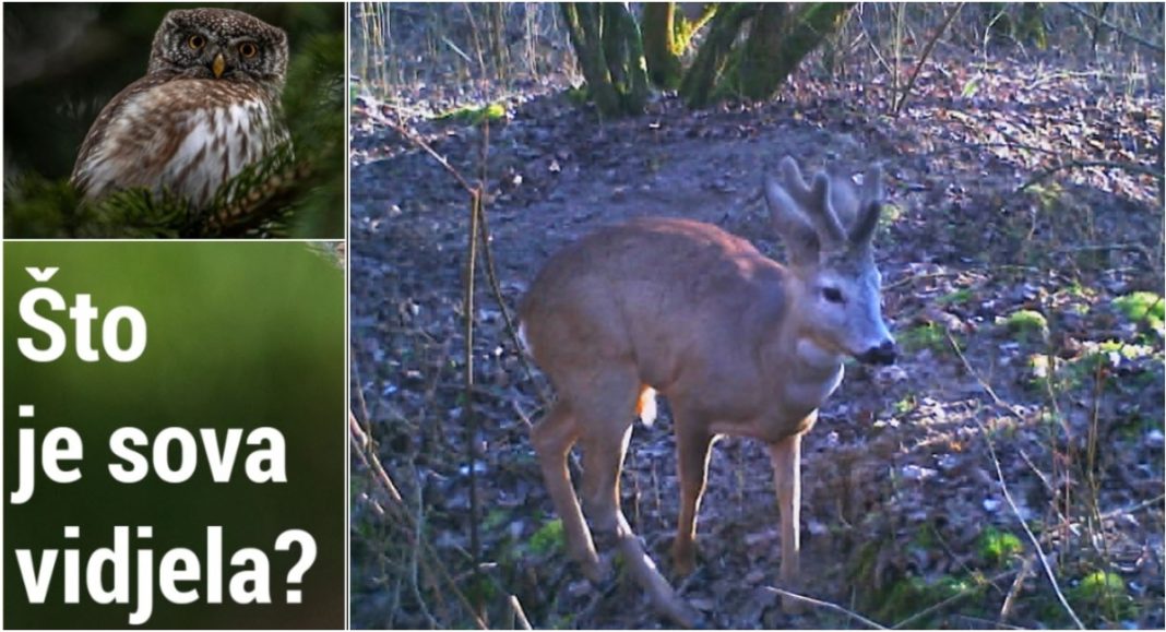 VIDEO Nova epizoda serijala „Što je sova vidjela?“ otkriva prizore iz života mužjaka srne BeFunky collage 2025 11 12T181857.755