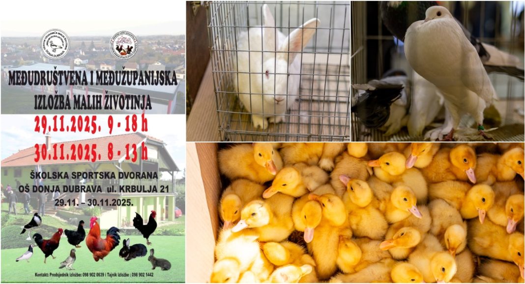 Vikend rezerviran za ljubitelje malih životinja – izložba 29. i 30. studenoga BeFunky collage 2025 11 26T200130.461
