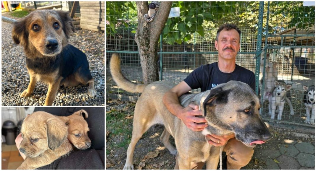 Bruno Bujanić: ‘Teško zanemarenim psima treba vrijeme za oporavak, ali svi postaju zahvalni i privrženi’ Bruno Bujanić: ‘Teško zanemarenim psima treba vrijeme za oporavak, ali svi postaju zahvalni i privrženi’