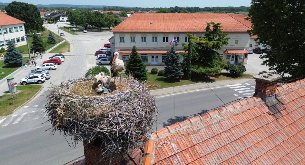 Međimurska priroda isplatila naknade za tri gnijezda bijele rode GLAVNA