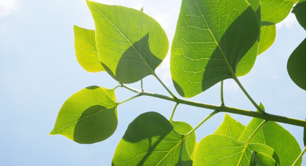 Mišljenje stanovnika o zelenoj infrastrukturi Općine Štrigova GLAVNA