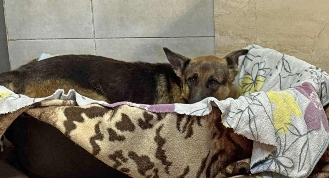 U Pribislavcu pronađena kujica kako leži na cesti, počela se kotiti na putu do skloništa! U Pribislavcu pronađena kujica kako leži na cesti, počela se kotiti na putu do skloništa!