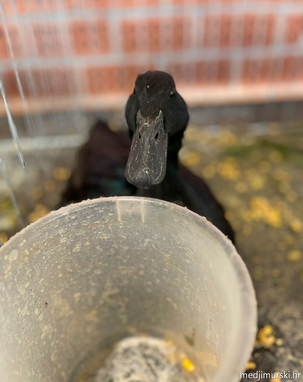 Izložba životinja Donja Dubrava (11)