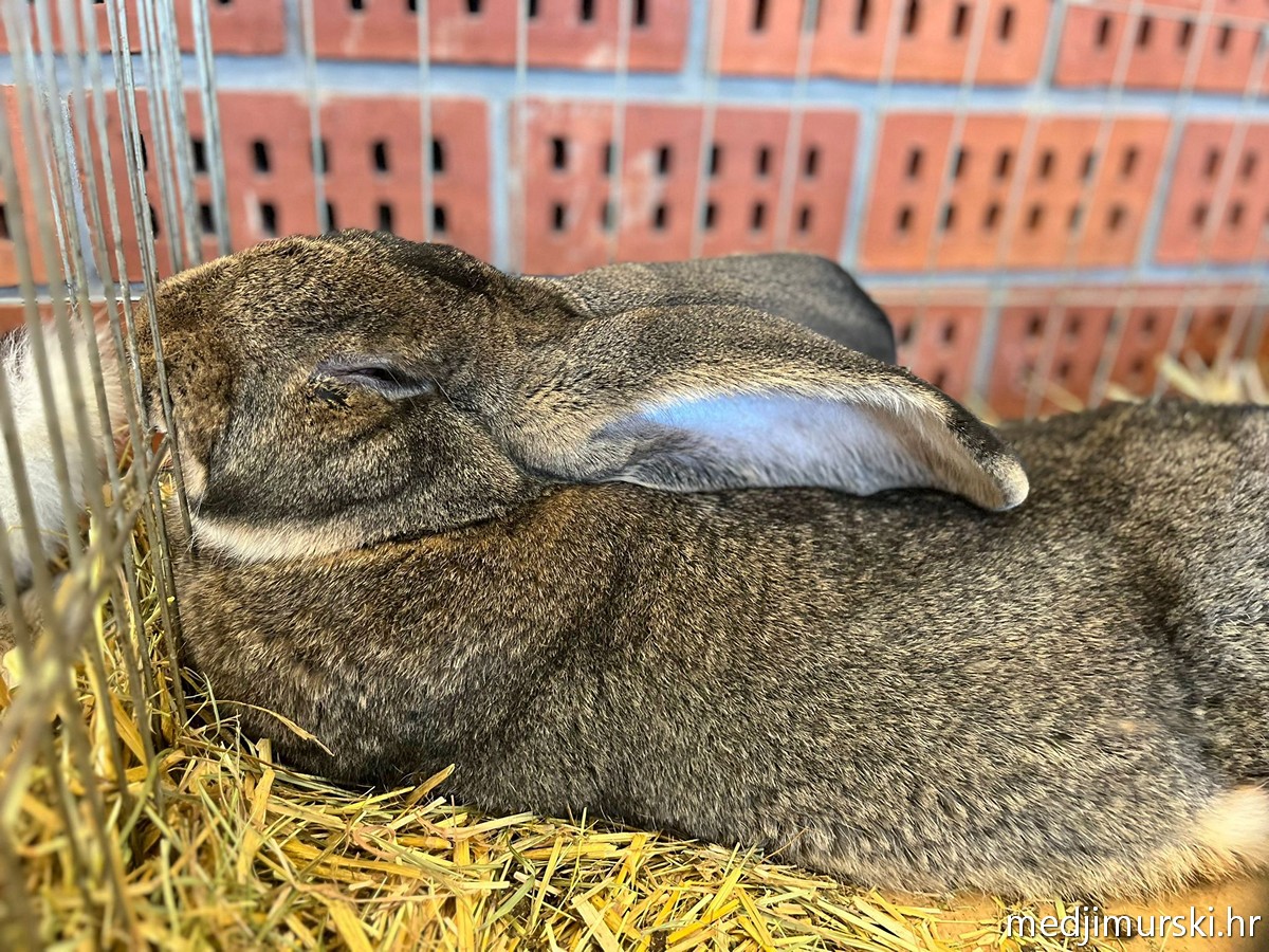 Izložba životinja Donja Dubrava (14)