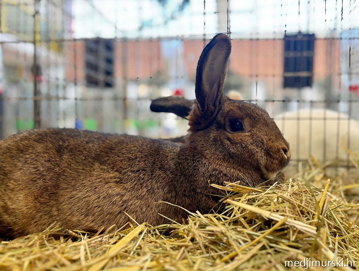 Izložba životinja Donja Dubrava (16)