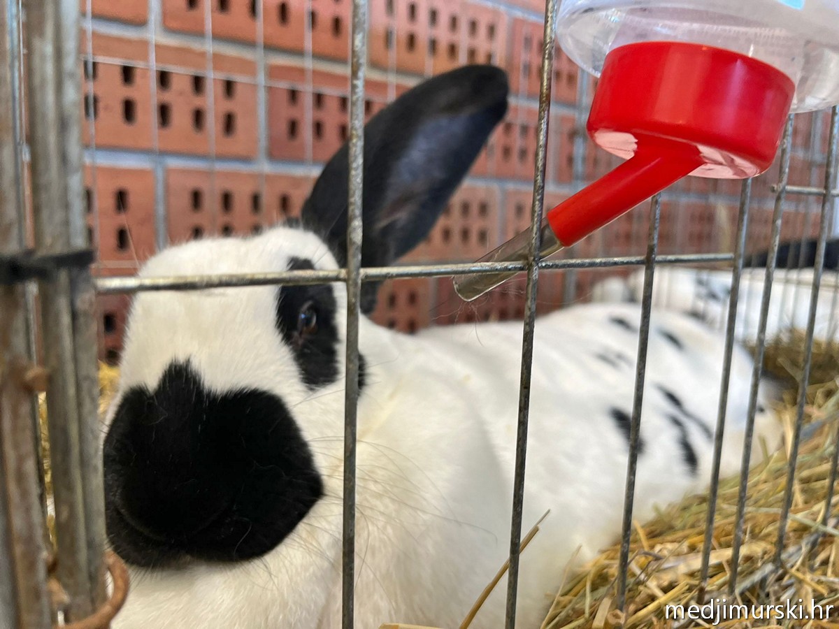 Izložba životinja Donja Dubrava (17)