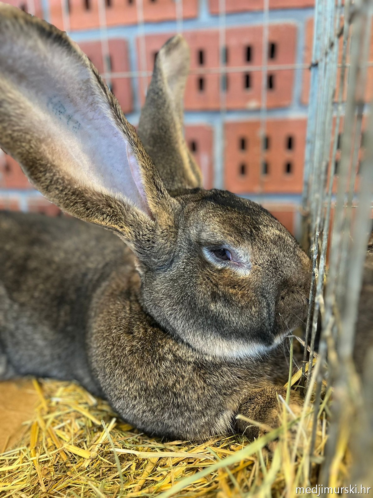 Izložba životinja Donja Dubrava (18)
