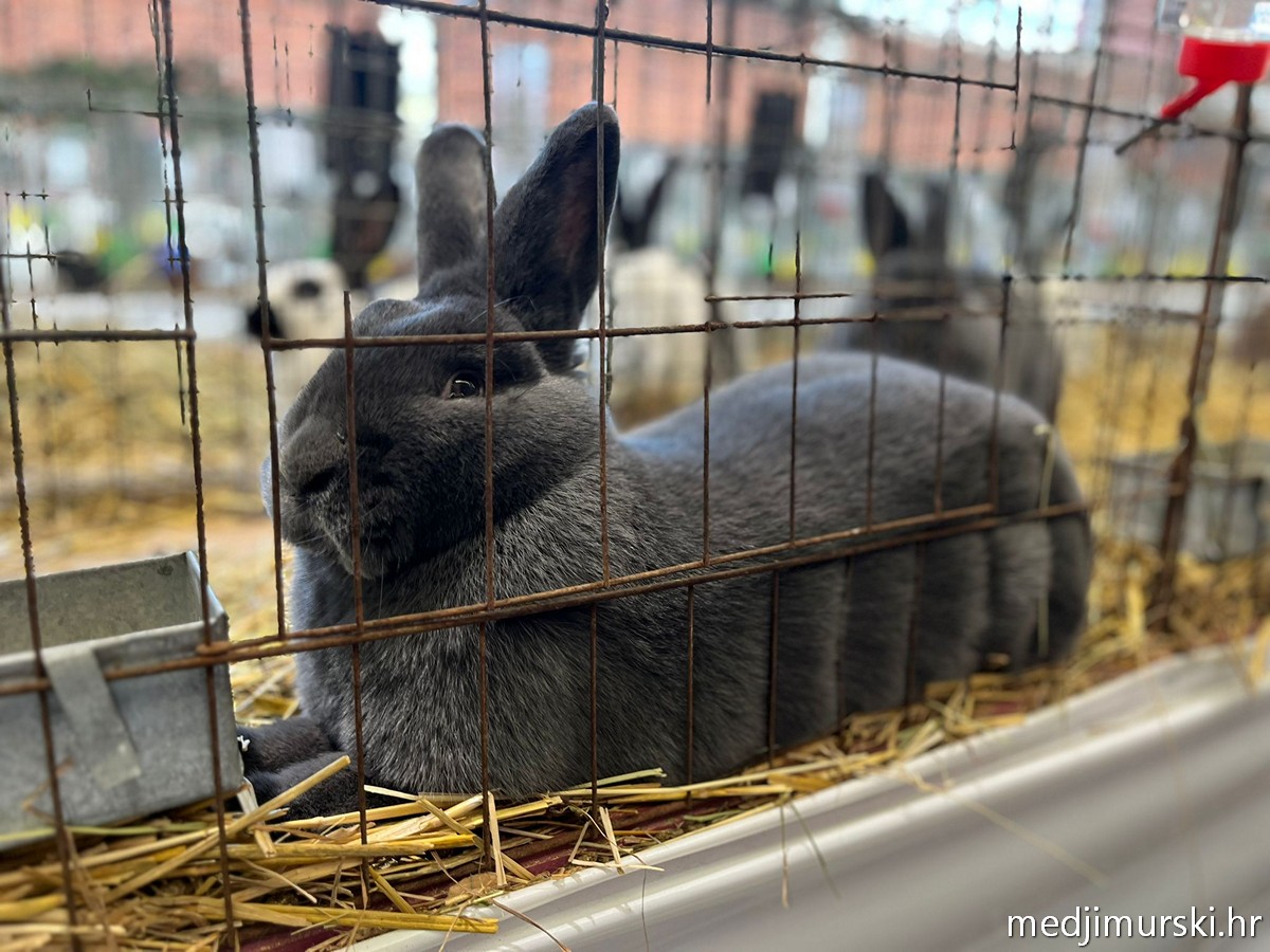 Izložba životinja Donja Dubrava (20)